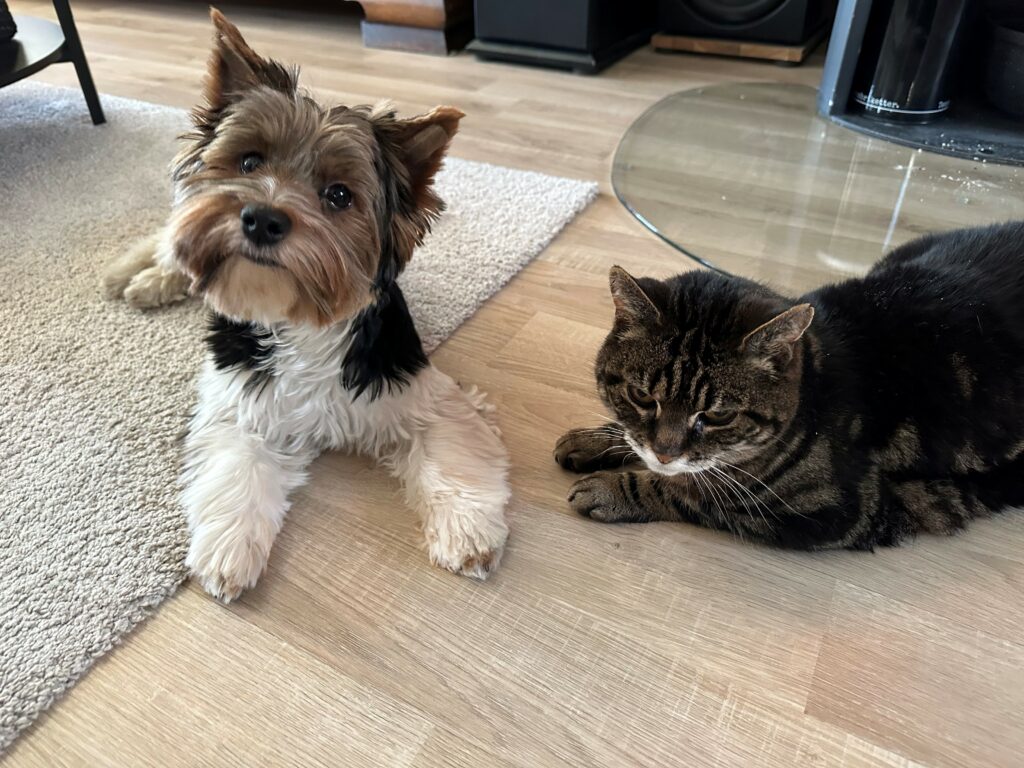 Hund og katt